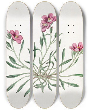 Triptych art skateboard deck of Sydenham Edwards Shewy Calandrinia by Sydenham Edwards (1768-1819)