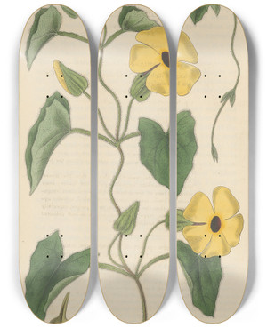 Triptych art skateboard deck of William Jackson Hooker Thunbergia Alata by William Jackson Hooker (1785-1865)
