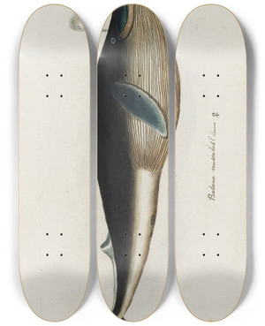 Triptych art skateboard deck of Peder Ascanius Icones Rerum Naturalium Ou Figures Enlumines Dhistoire Naturelle Du Nord Pl26 by Peder Ascanius (1723-1803)