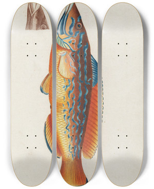 Triptych art skateboard deck of Peder Ascanius Icones Rerum Naturalium Ou Figures Enlumines Dhistoire Naturelle Du Nord Pl12 by Peder Ascanius (1723-1803)
