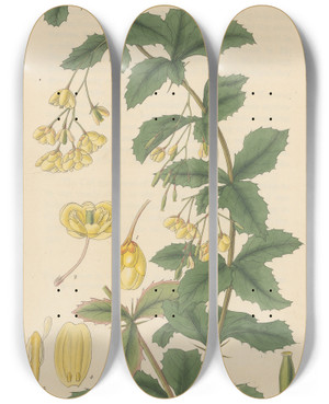 Triptych art skateboard deck of William Jackson Hooker Berberis Aristata by William Jackson Hooker (1785-1865)