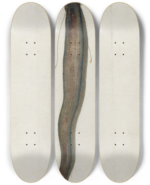 Triptych art skateboard deck of Peder Ascanius Icones Rerum Naturalium Ou Figures Enlumines Dhistoire Naturelle Du Nord Pl11 by Peder Ascanius (1723-1803)