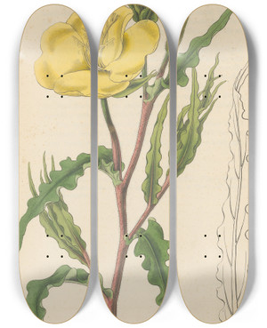 Triptych art skateboard deck of William Jackson Hooker Oenothera Odorata by William Jackson Hooker (1785-1865)
