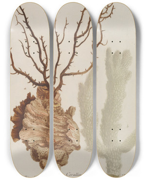 Triptych art skateboard deck of Johann Wilhelm Weinmann Phytanthoza Iconographia Pl151 by Johann Wilhelm Weinmann (1683-1741)