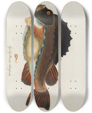 Triptych art skateboard deck of Peder Ascanius Icones Rerum Naturalium Ou Figures Enlumines Dhistoire Naturelle Du Nord Pl34 by Peder Ascanius (1723-1803)