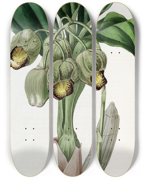 Triptych art skateboard deck of Sydenham Edwards Lurid Catasetum by Sydenham Edwards (1768-1819)