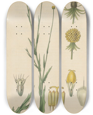 Triptych art skateboard deck of William Jackson Hooker Graemia Aromatica by William Jackson Hooker (1785-1865)