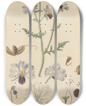 Triptych art skateboard deck of William Jackson Hooker Schizanthus Pinnatus by William Jackson Hooker (1785-1865)
