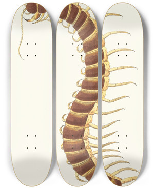 Triptych art skateboard deck of George Shaw Centipede by George Shaw (1751-1813)