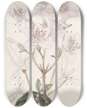 Triptych art skateboard deck of Sydenham Edwards The Scaly Azalea by Sydenham Edwards (1768-1819)