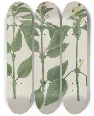 Triptych art skateboard deck of Johann Wilhelm Weinmann Phytanthoza Iconographia Pl023 by Johann Wilhelm Weinmann (1683-1741)