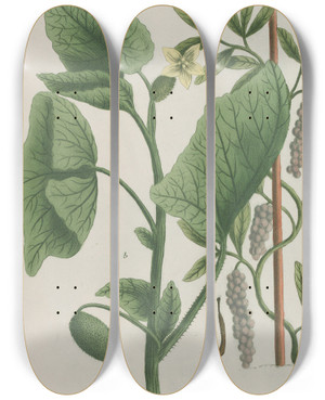 Triptych art skateboard deck of Johann Wilhelm Weinmann Phytanthoza Iconographia Pl163 by Johann Wilhelm Weinmann (1683-1741)