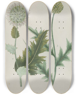 Triptych art skateboard deck of Johann Wilhelm Weinmann Phytanthoza Iconographia Pl037 by Johann Wilhelm Weinmann (1683-1741)