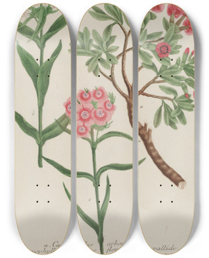 Triptych art skateboard deck of Johann Wilhelm Weinmann Phytanthoza Iconographia Pl050 by Johann Wilhelm Weinmann (1683-1741)
