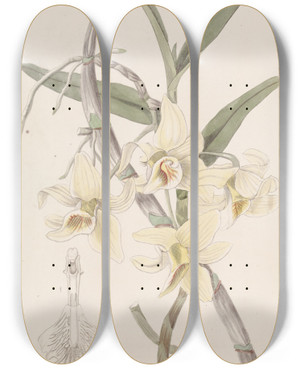 Triptych art skateboard deck of Sydenham Edwards Rhomblipped Dendrobium by Sydenham Edwards (1768-1819)