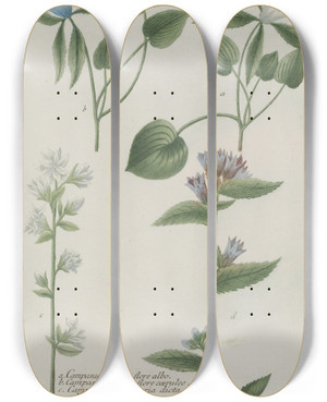 Triptych art skateboard deck of Johann Wilhelm Weinmann Phytanthoza Iconographia Pl017 by Johann Wilhelm Weinmann (1683-1741)
