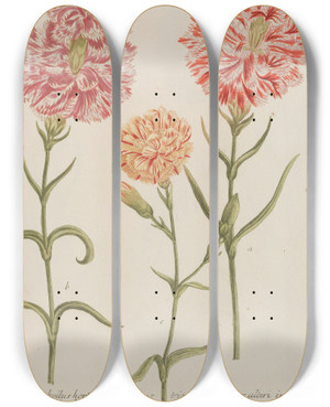 Triptych art skateboard deck of Johann Wilhelm Weinmann Phytanthoza Iconographia Pl059 by Johann Wilhelm Weinmann (1683-1741)