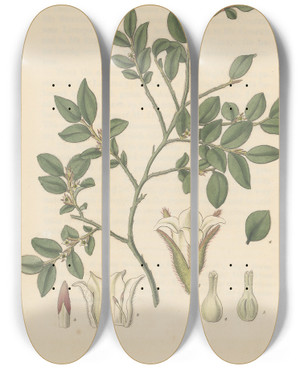 Triptych art skateboard deck of William Jackson Hooker Diospyros Vaccinioides by William Jackson Hooker (1785-1865)