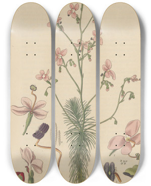 Triptych art skateboard deck of William Jackson Hooker Stylidium Laricifolium by William Jackson Hooker (1785-1865)