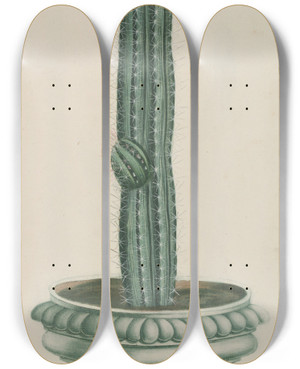 Triptych art skateboard deck of Johann Wilhelm Weinmann Phytanthoza Iconographia Pl080 by Johann Wilhelm Weinmann (1683-1741)