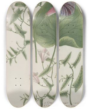 Triptych art skateboard deck of Johann Wilhelm Weinmann Phytanthoza Iconographia Pl138 by Johann Wilhelm Weinmann (1683-1741)