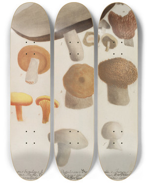 Triptych art skateboard deck of Johann Wilhelm Weinmann Phytanthoza Iconographia Pl247 by Johann Wilhelm Weinmann (1683-1741)