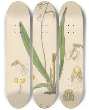 Triptych art skateboard deck of William Jackson Hooker Iantha Pallidiflora by William Jackson Hooker (1785-1865)