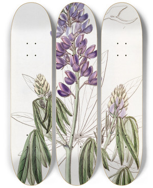 Triptych art skateboard deck of Sydenham Edwards Droopingleaved Lupine by Sydenham Edwards (1768-1819)