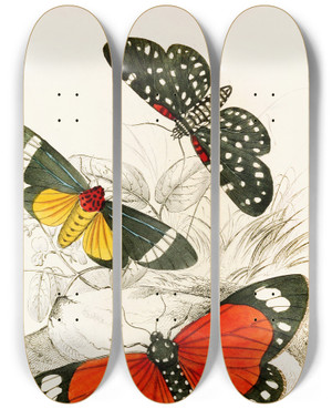 Triptych art skateboard deck of James Duncan Hypercampa Sybaris Callimorpha Helcita Callimorpha Phileta by James Duncan (1806-1881)