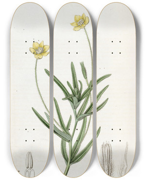 Triptych art skateboard deck of Sydenham Edwards Californian Platystemon by Sydenham Edwards (1768-1819)