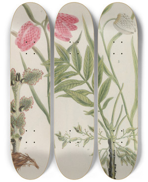 Triptych art skateboard deck of Johann Wilhelm Weinmann Phytanthoza Iconographia Pl238 by Johann Wilhelm Weinmann (1683-1741)