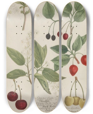 Triptych art skateboard deck of Johann Wilhelm Weinmann Phytanthoza Iconographia Pl074 by Johann Wilhelm Weinmann (1683-1741)