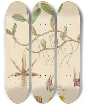 Triptych art skateboard deck of William Jackson Hooker Epidendrum Polybulbon by William Jackson Hooker (1785-1865)