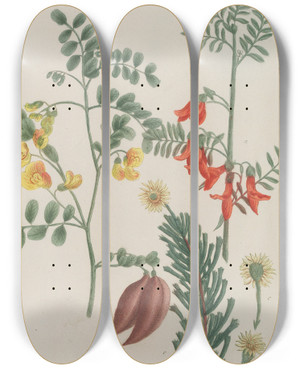 Triptych art skateboard deck of Johann Wilhelm Weinmann Phytanthoza Iconographia Pl129 by Johann Wilhelm Weinmann (1683-1741)