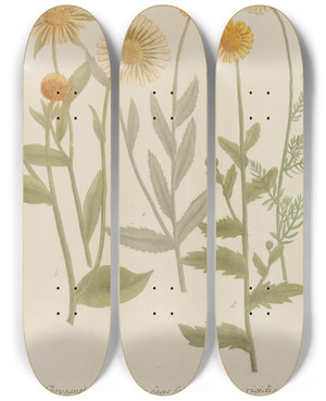 Triptych art skateboard deck of Johann Wilhelm Weinmann Phytanthoza Iconographia Pl100 by Johann Wilhelm Weinmann (1683-1741)