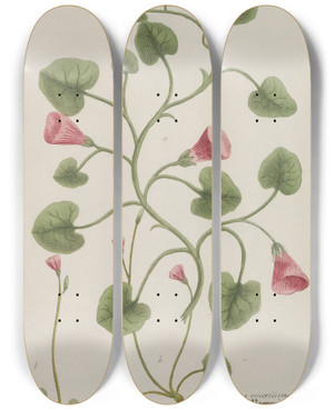 Triptych art skateboard deck of Johann Wilhelm Weinmann Phytanthoza Iconographia Pl143 by Johann Wilhelm Weinmann (1683-1741)