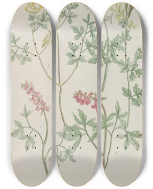 Triptych art skateboard deck of Johann Wilhelm Weinmann Phytanthoza Iconographia Pl243 by Johann Wilhelm Weinmann (1683-1741)