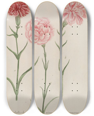 Triptych art skateboard deck of Johann Wilhelm Weinmann Phytanthoza Iconographia Pl057 by Johann Wilhelm Weinmann (1683-1741)