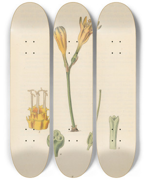 Triptych art skateboard deck of William Jackson Hooker Chrysiphiala Pauciflora by William Jackson Hooker (1785-1865)