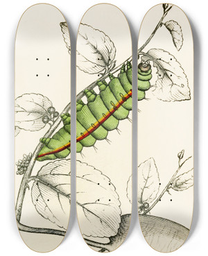 Triptych art skateboard deck of James Duncan Caterpillar Of Saturnia Cynthia Saturnia Mylitta by James Duncan (1806-1881)