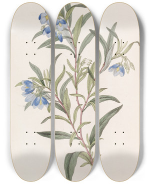 Triptych art skateboard deck of Sydenham Edwards Narrowleaved Sollya by Sydenham Edwards (1768-1819)