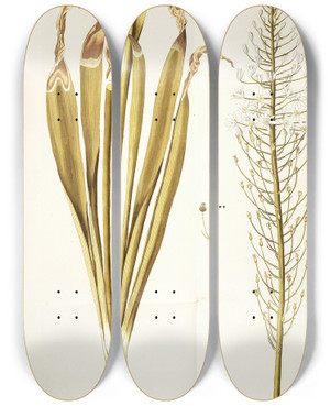 Triptych art skateboard deck of Nikolaus Joseph Freiherr Von Jacquin Ornithogalum Latifolium by Nikolaus Joseph Freiherr Von Jacquin (1727-1817)