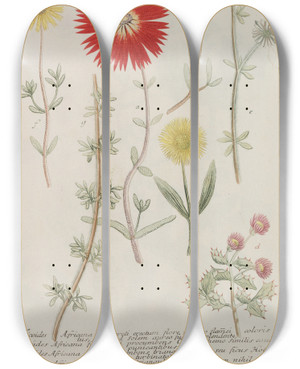 Triptych art skateboard deck of Johann Wilhelm Weinmann Phytanthoza Iconographia Pl228 by Johann Wilhelm Weinmann (1683-1741)