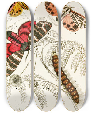 Triptych art skateboard deck of James Duncan Arctia Hebe Spilosoma Arge Spilosoma Aerea Spilosoma Virgo by James Duncan (1806-1881)
