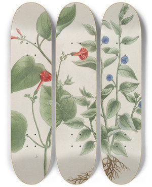 Triptych art skateboard deck of Johann Wilhelm Weinmann Phytanthoza Iconographia Pl141 by Johann Wilhelm Weinmann (1683-1741)