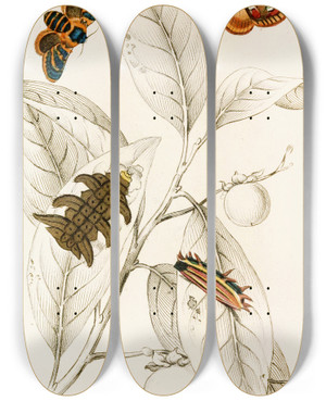 Triptych art skateboard deck of James Duncan Limacodes Cippus Ecnomidea Pithecium by James Duncan (1806-1881)
