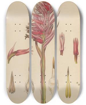 Triptych art skateboard deck of William Jackson Hooker Neottia Speciosa_2 by William Jackson Hooker (1785-1865)