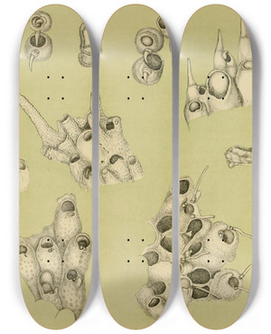 Triptych art skateboard deck of Frederick Mccoy Polyzoa Iv by Frederick Mccoy (1817-1899)