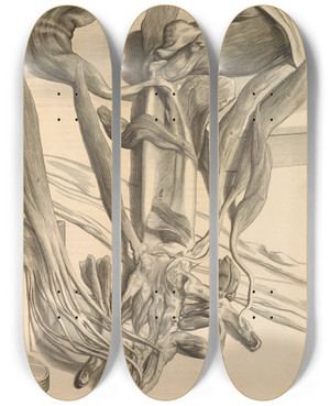 Triptych art skateboard deck of Gerard De Lairesse Anatomia Humani Corporis Pl069 by Gerard de Lairesse (1641-1711)