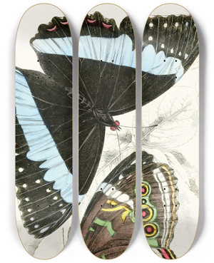 Triptych art skateboard deck of James Duncan Morpho Helenor by James Duncan (1806-1881)